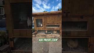 Rat Proof Coop [upl. by Sum]