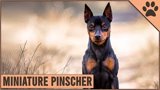 Miniature Pinscher Dog Breed Information [upl. by Eiramlatsyrk]