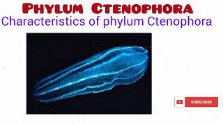 Phylum Ctenophora [upl. by Ellerol911]