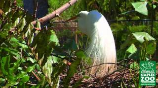 Nesting Birds in Naples Zoo at Caribbean Gardens [upl. by Dranek]