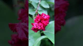 Lagerstroemia indica or Crepe myrtle or Furush plant flower shorts [upl. by Nosidda]