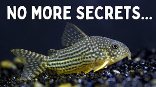 Everything You Should Know Before You Get Corydoras 7 Tips for Keeping Corydoras in an Aquarium [upl. by Raddi3]