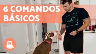 Como adestrar um cachorro 🐶✅  6 comandos básicos [upl. by Nwhas]