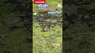 Moorhenwaterhenmoorhen bird soundwaterhen soundRinkutimevlogshortsshorts [upl. by Ceil]