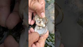 And USEFUL in clam found clam pearl [upl. by Argyres934]