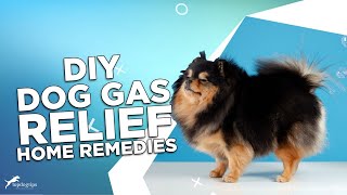 DIY Dog Gas Relief Home Remedies [upl. by Publus]