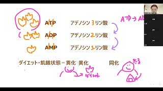 【32】細胞、染色体、上皮、たんぱく質合成、ATP、異化、同化 [upl. by Elyn]