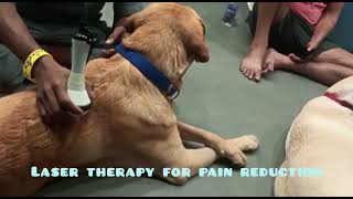 A day in Labrador hip dysplasia treatment  Pet Vlogs  Labrador Siblings [upl. by Ettelliw]