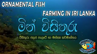 ORNAMENTAL FISH FARMING IN SRI LANKA sinhala  aquarium fish [upl. by Anitsrik169]