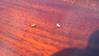 Live Woodworm  These are Live Woodworm Beetles  The Common Furniture Beetle [upl. by Notfilc98]