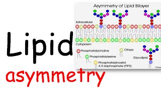 Lipid Asymmetry [upl. by Cully148]