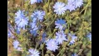 Chicory Cichorium intybus [upl. by Richel]