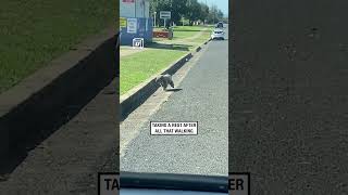 Paramedics Help Koala Cross Road 👏 🎥 ViralHog [upl. by Khoury]