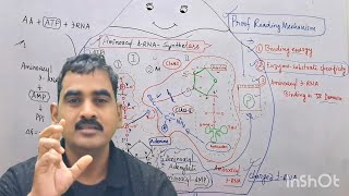 Aminoacyl tRNA Synthetase Part II PROOF Reading Mechanisms [upl. by Atihcnoc167]