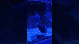 Bxsea Oceanarium Bintaro XChange fish stingray reels shortvideo shorts fyp fypシ゚viral [upl. by Decima]