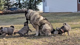 Norwegian Elkhound [upl. by Filiano]