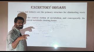 Liver  Excretory organ liver  Class12  NMDCAT NEET  Biology Excretion in Human  Urea Cycle [upl. by Siurad]