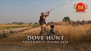 Dove Hunt Southwest Idaho 2024  Matador Outdoor Sportsman Adventures [upl. by Nnaed228]