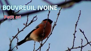 BOUVREUIL PIVOINE Chant [upl. by Ahsenwahs]