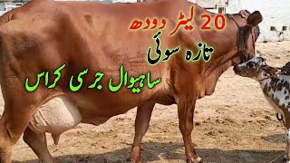 Heavey Sahiwal jersi cross Heavey milk 20 liter tow tim but Low rate for sale by buttr dairy saystem [upl. by Zink]