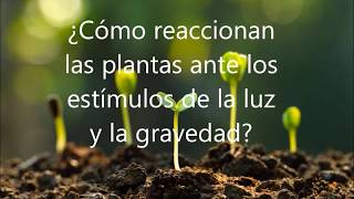 ¿Cómo responden las plantas ante los estímulos de la luz y la gravedad [upl. by Nauquf796]