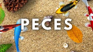 🐟JUEGO DE PECES  VIDEOS PARA GATOS 👈 [upl. by Atterahs]