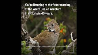 Whipbird audio visualisation [upl. by Seni]