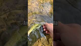 Creek Fishing smallmouth fall fishing nature short [upl. by Ahseken947]