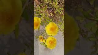 Purslane plant care tips secret plant lover gardening [upl. by Esinel]