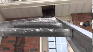 Raccoon Makes Its Way Out of Soffit [upl. by Naquin]