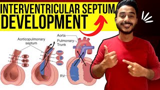 interventricular septum development embryology  development of heart interventricular septum [upl. by Adekram458]