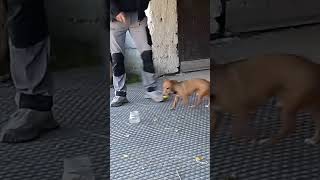 Attivazione mentale Tommaso e la pallina nel vaso einganaavezzano tommasinosuperdog [upl. by Wentworth179]