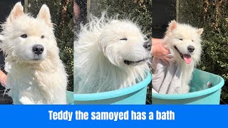 Teddy the samoyed has a bath [upl. by Aneled26]