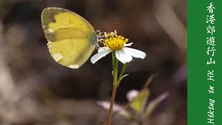 粉嶺蝴蝶山 Wu Tip Shan Butterfly Hill [upl. by Eintruoc]