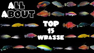 Top 15 Wrasse For A Saltwater Tank [upl. by Shanan]