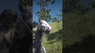 Albert Masons Silver Dapple Pinto Missouri Fox Trotter in 48 Seconds in Red Dead Redemption 2 [upl. by Sonnie]