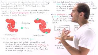 Regulating Glycogen Breakdown in Liver [upl. by Harlow295]