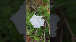 Thunbergia fragrans plant flower shorts shortsfeed [upl. by Chapman424]