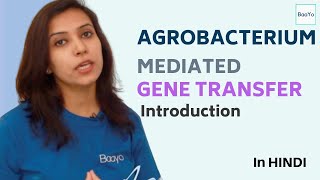 Agrobacterium Mediated Gene Transfer  Part 1  Introduction [upl. by Averil]