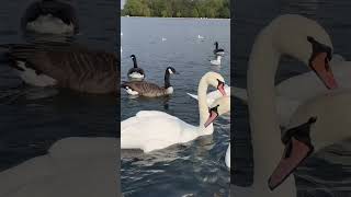 “Kensington Palace Swans” kensingtonpalace swans princessdiana [upl. by Martell187]