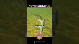 アルゴリズムで魚を誘惑して釣る方法 [upl. by Oskar]