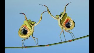 Mantis bailando [upl. by Sikorski]