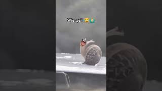 Fastest Snail on Earth funnyshorts automobile snail jackson memes [upl. by Sirac]