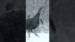 Turkey Walks Through SNOW in Slow Sotion [upl. by Landmeier]