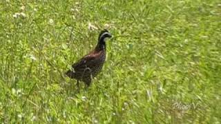 Confuse BobWhite Quail Running Around [upl. by Ynnel110]