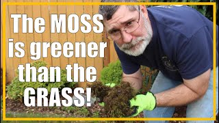 KILL the Moss in your Lawn  Easy Removal in just a FEW days  202127 [upl. by Nna]