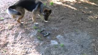 German shepherd vs Black Snake [upl. by Burack33]