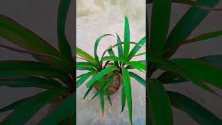 Dracena plant 🌵gardening homegarden gardentour hindisong bollywoodsongs [upl. by Eardna368]