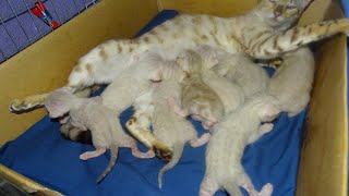 Novas Litter of Eight Snow Lynx Bengal Kittens [upl. by Edivad]