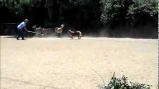 Australian Shepherd Herding Sheep [upl. by Maise820]